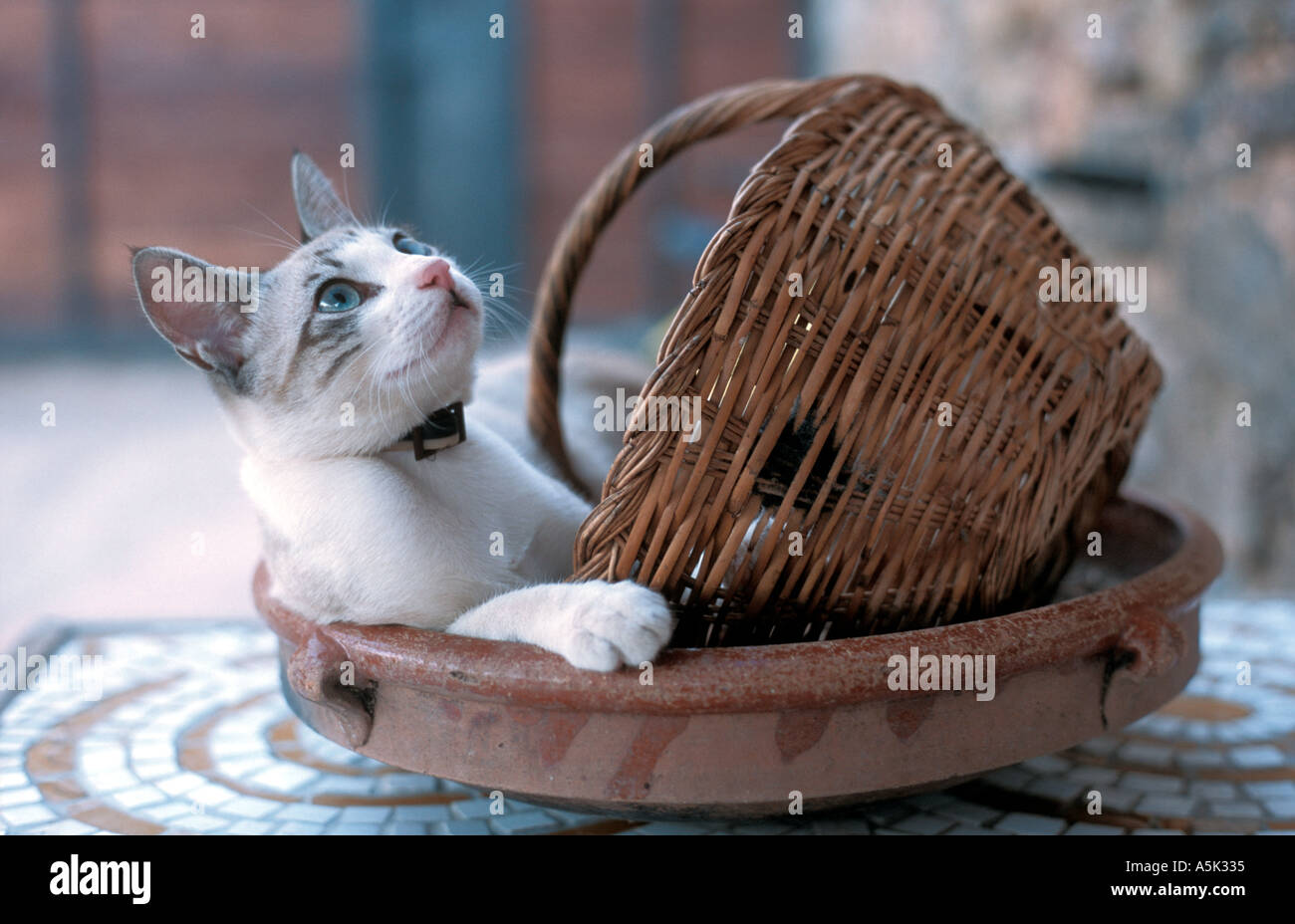 Cat In A Plate Banque De Photographies Et D Images A Haute Resolution Alamy
