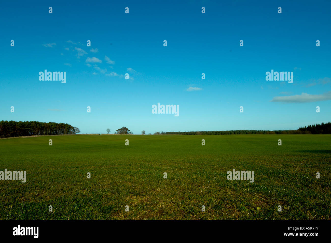 Jaunes ciel bleu sur un champ ouvert Banque D'Images
