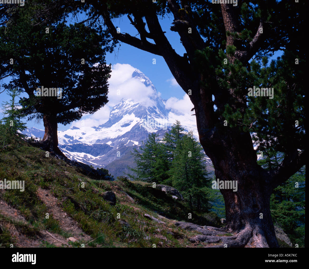 Vue sur le cervin à travers les sapins. Banque D'Images