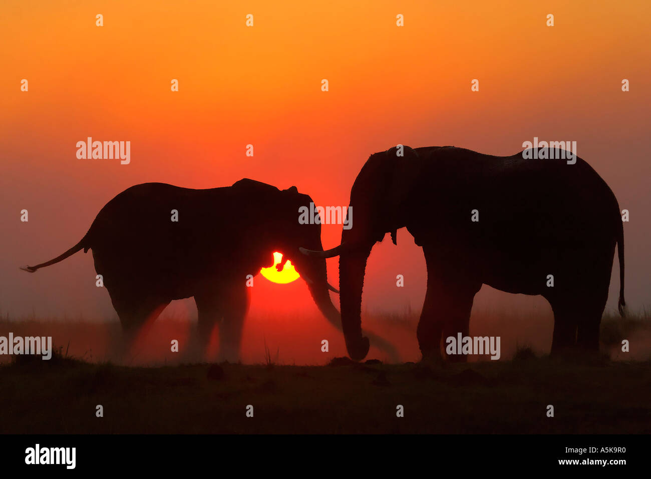 Les éléphants d'Afrique (Loxodonta africana) Coucher du soleil. Chobe National Park, Botswana, Africa Banque D'Images