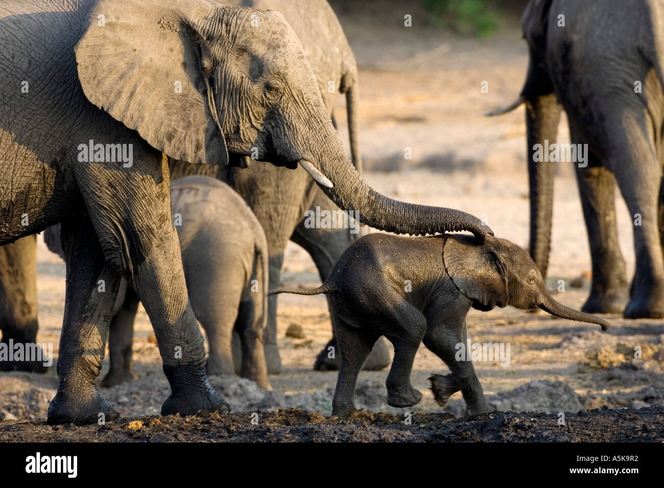 Les éléphants d'Afrique Loxodonta africana famille était l'eau potable Banque D'Images