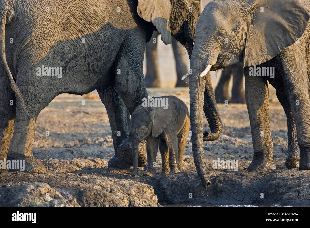 Les éléphants d'Afrique (Loxodonta africana), de la famille. Chobe National Park, Botswana, Africa Banque D'Images