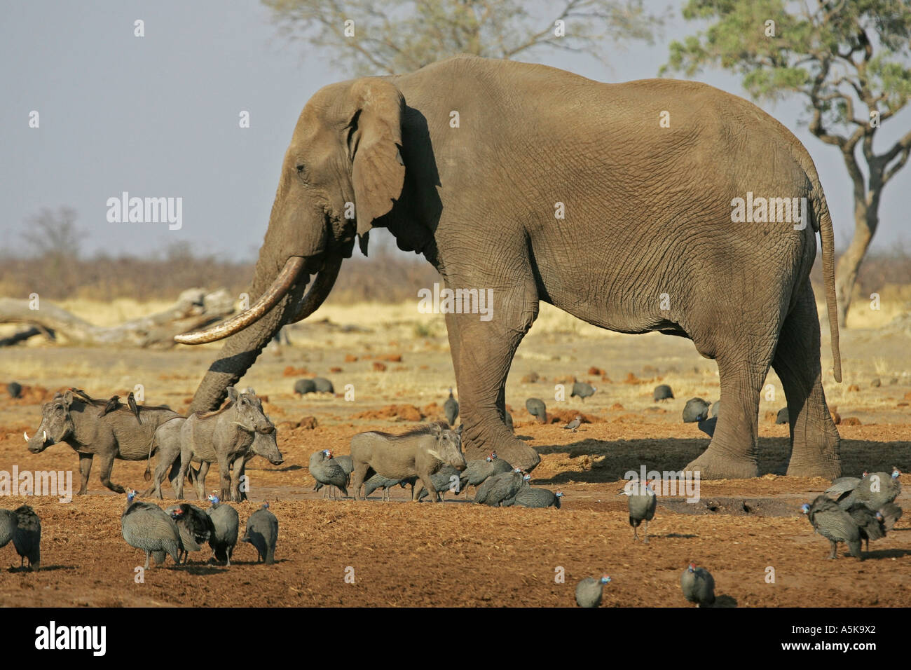 L'éléphant africain (Loxodonta africana), pintades (Numidinae,) et des phacochères (Phacochaerus aethiopicus). Savuti Banque D'Images