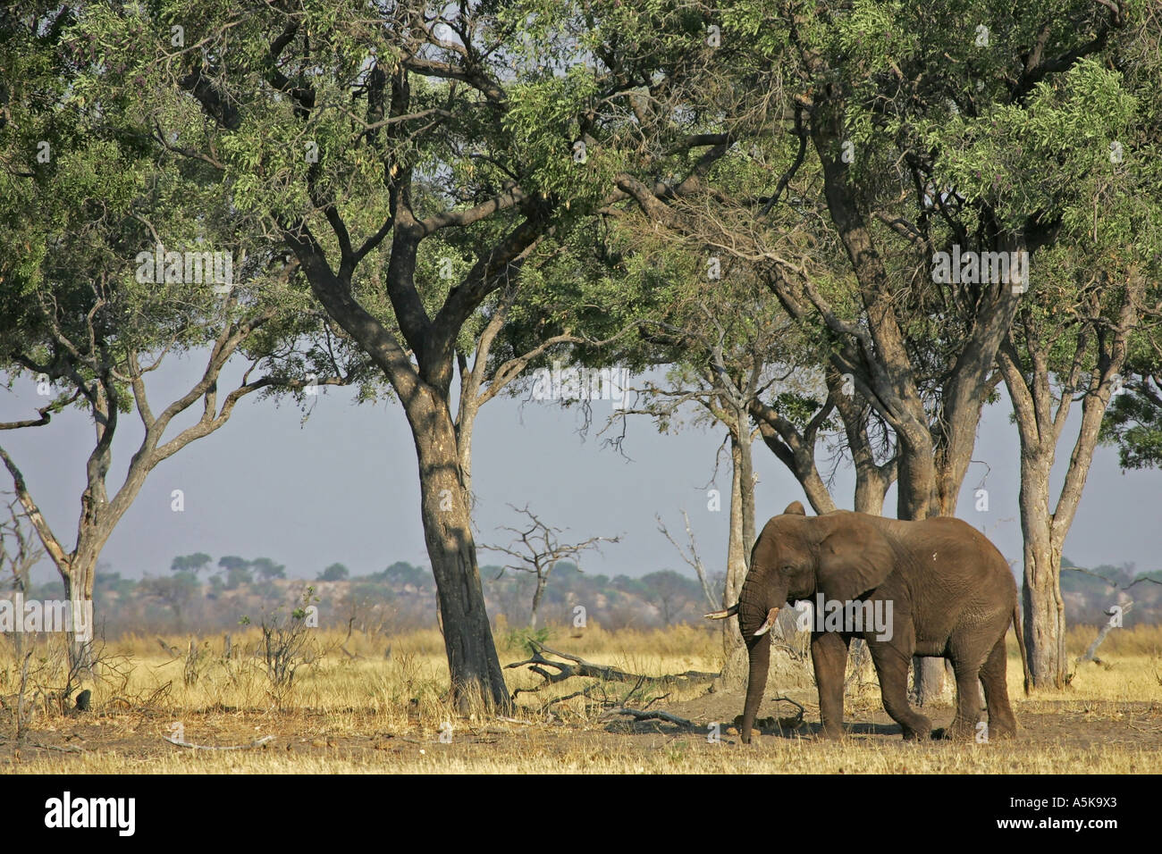 L'éléphant africain (Loxodonta africana) Savuti, Chobe National Park, Botswana, Africa Banque D'Images