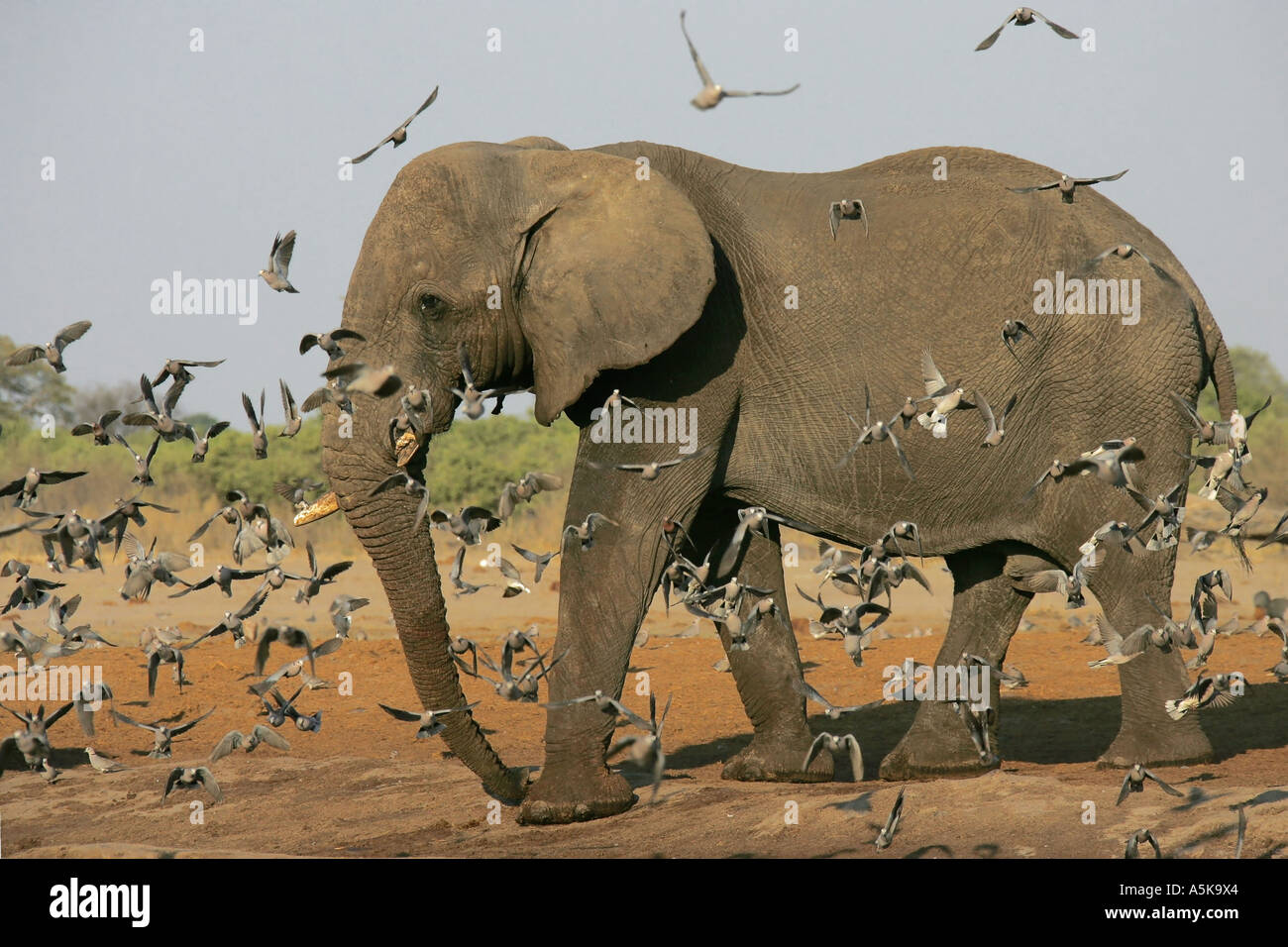 L'éléphant africain (Loxodonta africana) entre flying pigeons. Savuti, Chobe National Park, Botswana, Africa Banque D'Images