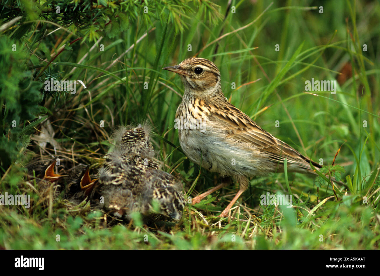 Wood lark (Lullula arborea), lark Banque D'Images Wood lark (Lullula arborea), lark Banque D'Images