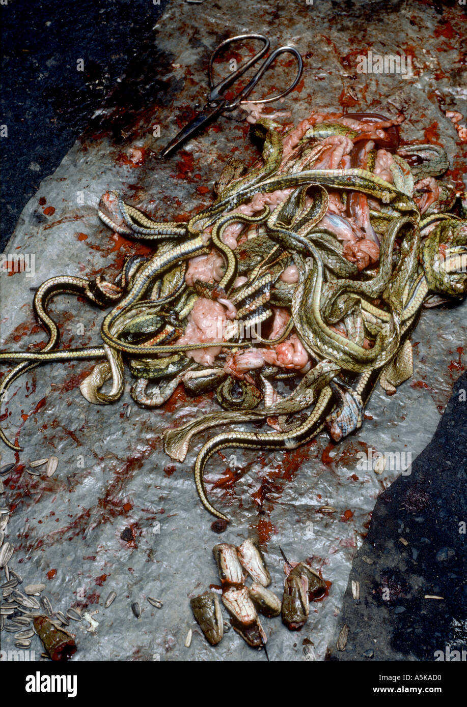 Les serpents que l'alimentation en Chine Banque D'Images