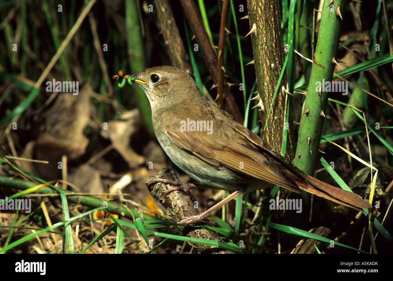 Nightingale (Luscinia megarhynchos) Banque D'Images