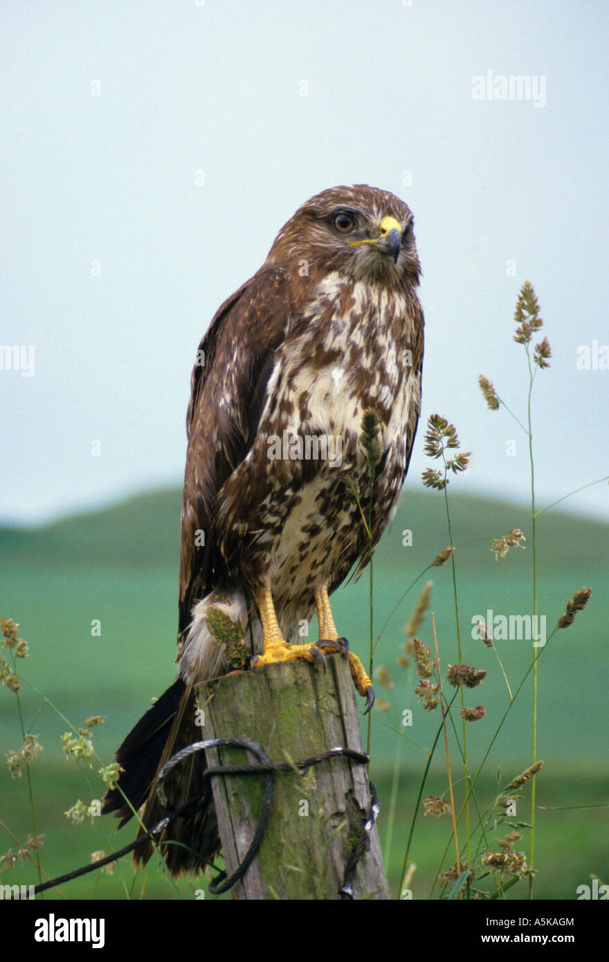 Buse variable (Buteo buteo), (Accipitridae) à soulevé masquer Banque D'Images