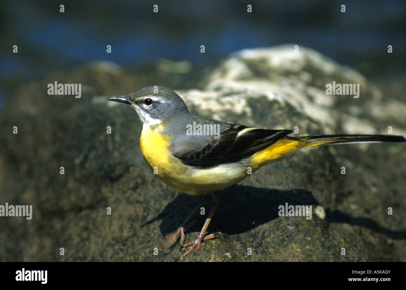 Bergeronnette des ruisseaux (Motacilla cinerea), pilotis Banque D'Images