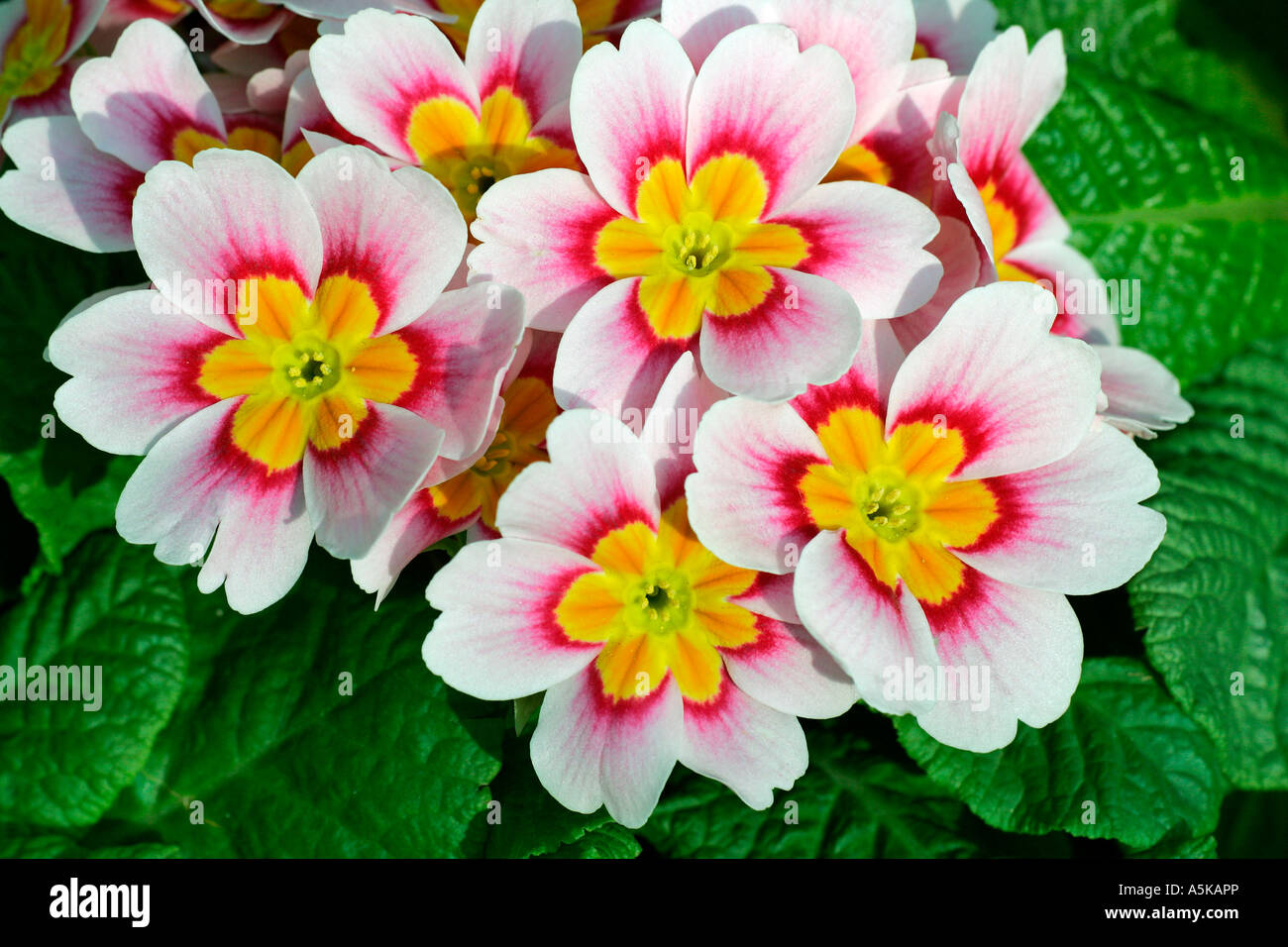 La floraison hybride primrose en différentes couleurs (Primula vulgaris Hybride) Banque D'Images