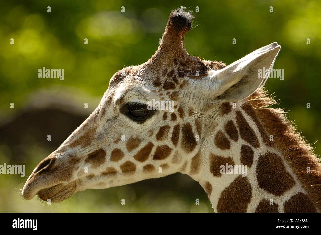 Ou somaliens giraffe réticulée (Giraffa camelopardalis reticulata) Banque D'Images