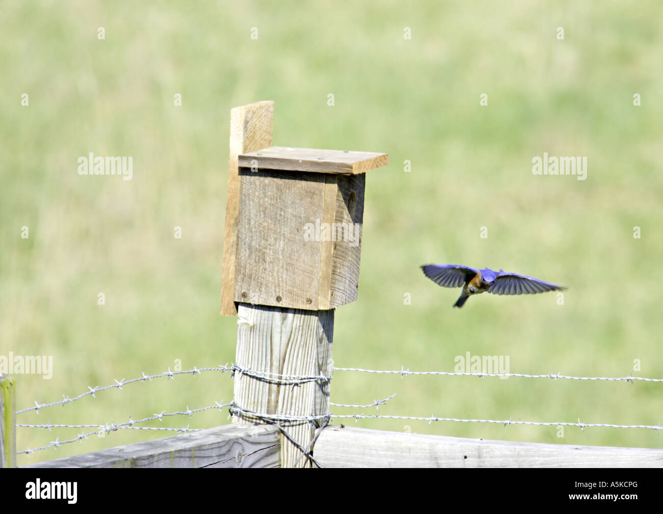 Caroline du Sud YORK Homme merlebleu de l'Est Sialia sialis en vol Banque D'Images