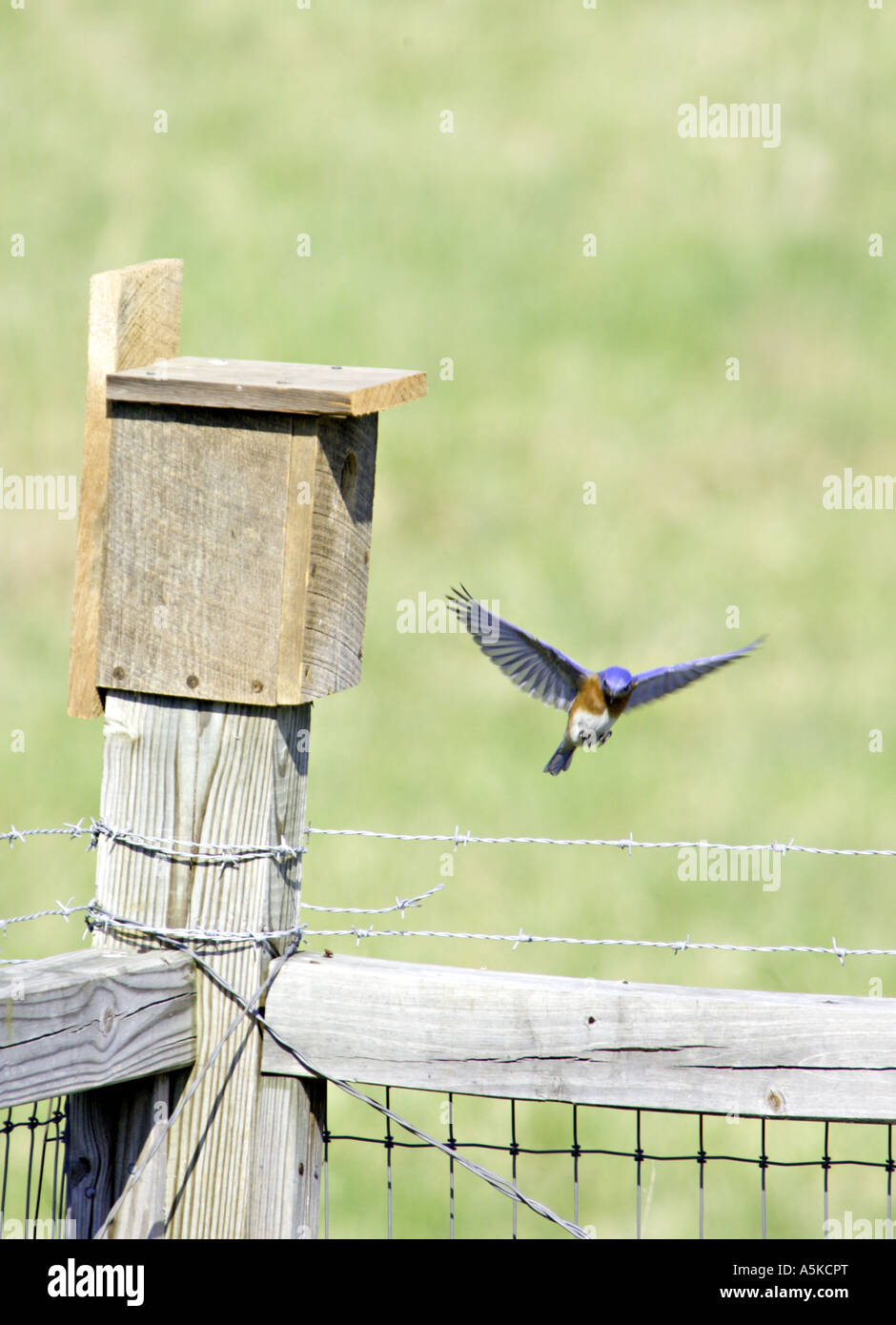 Caroline du Sud YORK Homme merlebleu de l'Est Sialia sialis atterrissage sur une clôture Banque D'Images