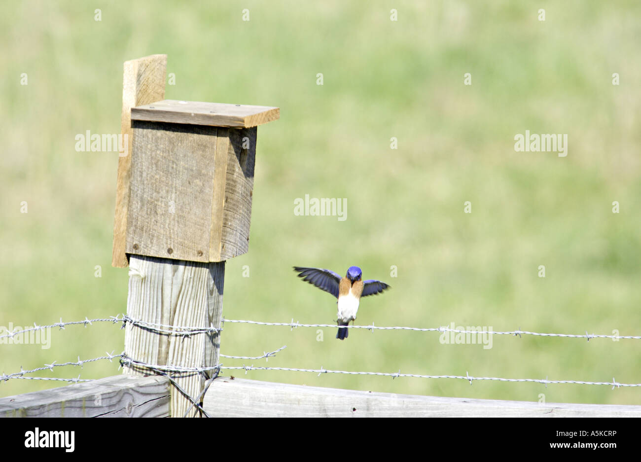 Caroline du Sud YORK Homme merlebleu de l'Est Sialia sialis atterrissage sur une clôture Banque D'Images