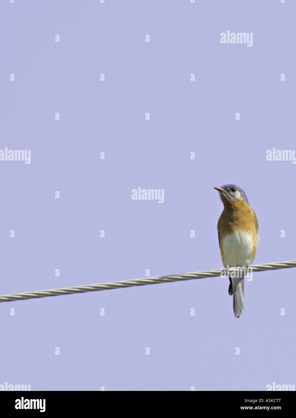 Caroline du Sud YORK Homme merlebleu de l'Est Sialia sialis perché sur un fil sur une ferme en Caroline du Sud Banque D'Images