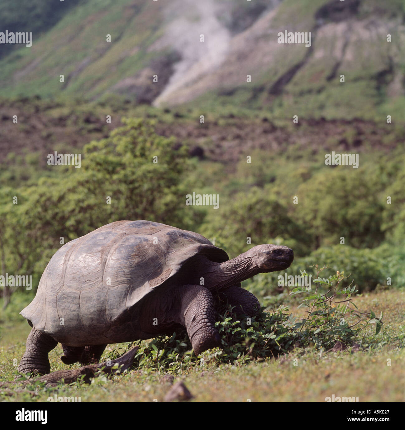 Tortue géante des Galapagos Isabela cratère Alcedo Banque D'Images