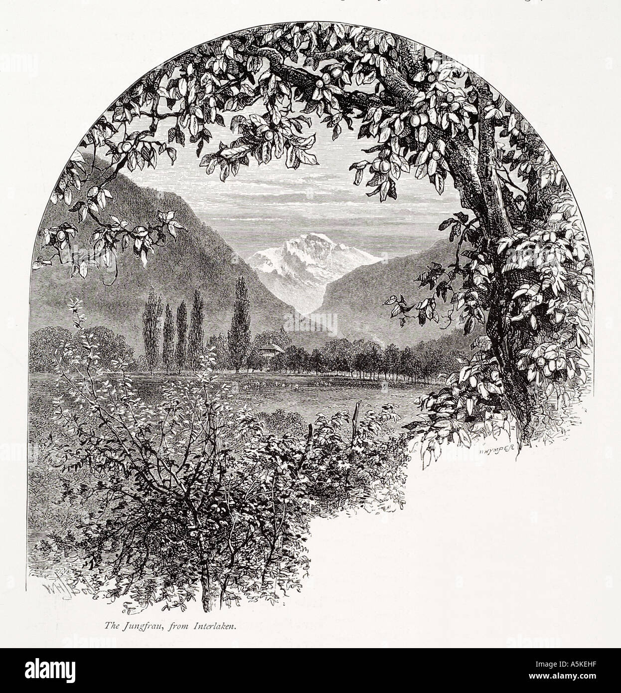 Jungfrau Interlaken Canton de Berne Oberland bernois Suisse Suisse Suisse Helvetia alp alpine valley tree snow mountain peak Banque D'Images