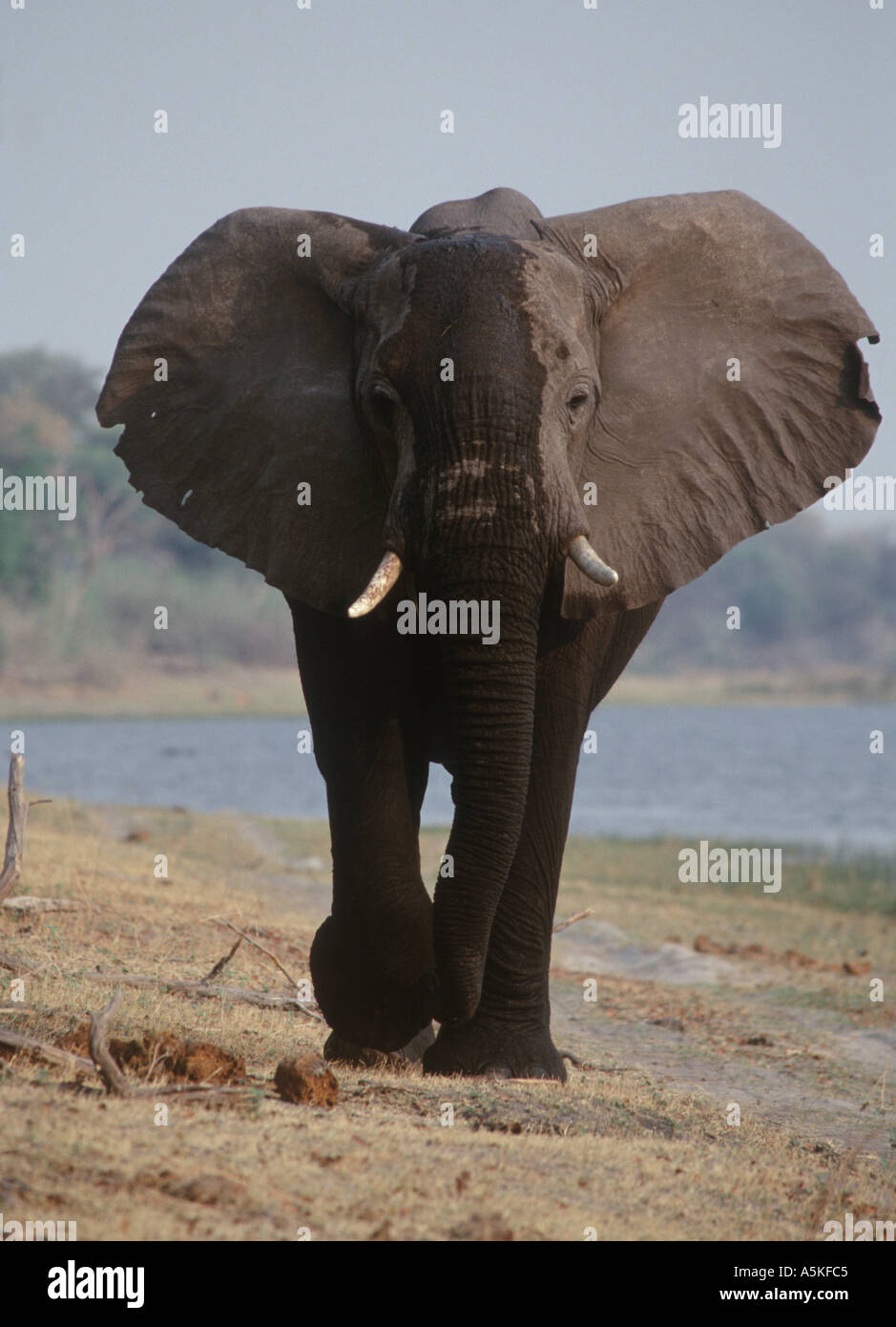 Promenades d'éléphants d'Afrique Botswana Banque D'Images