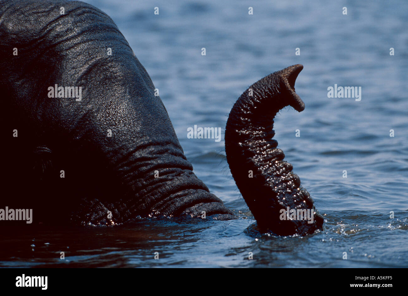 Jeune éléphant africain plongée avec tuba Banque D'Images