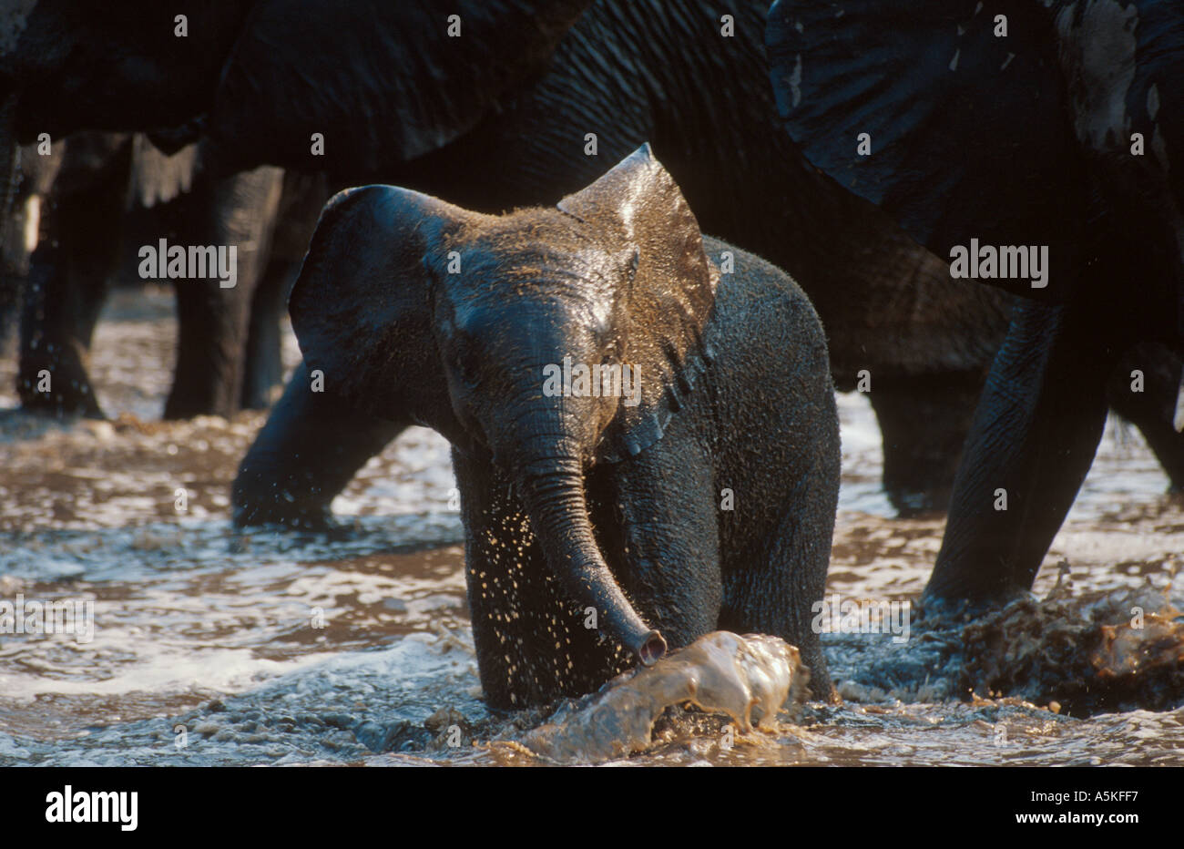 Bébé éléphant africain echelle Banque D'Images