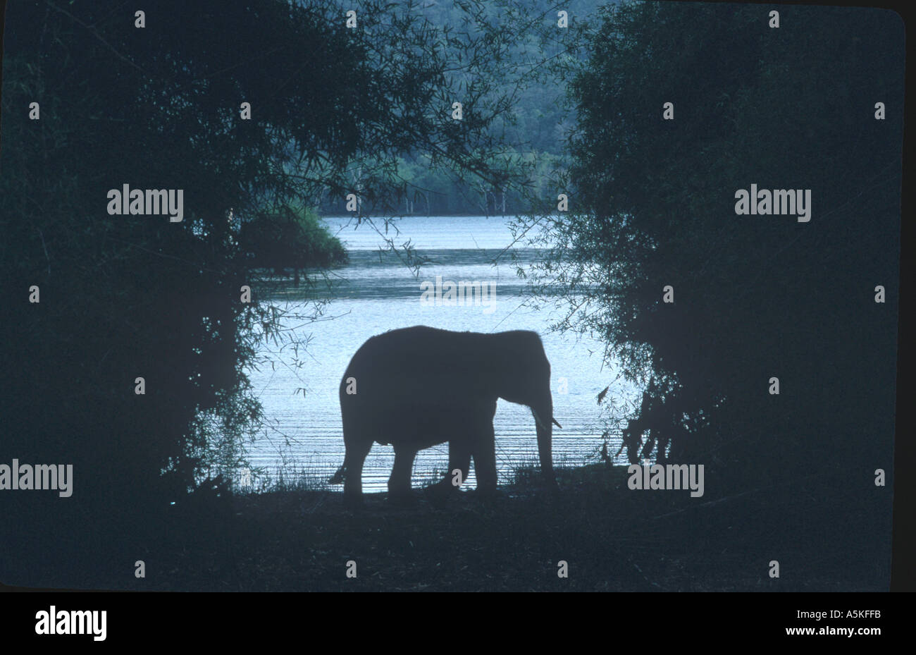 Silhouette de l'éléphant d'Asie Banque D'Images