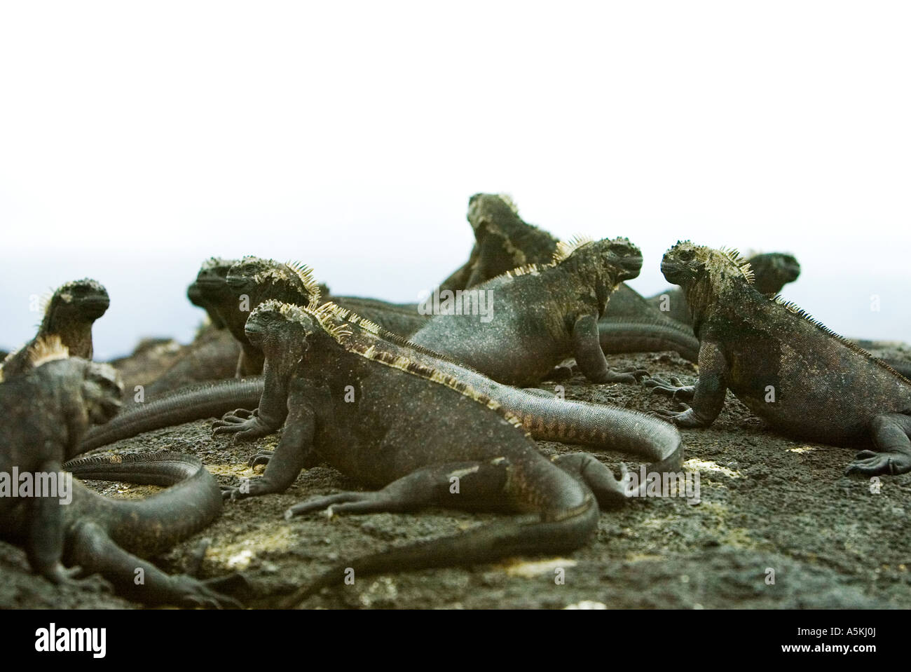 Le soleil de l'île des iguanes sur Galapagos Équateur Banque D'Images