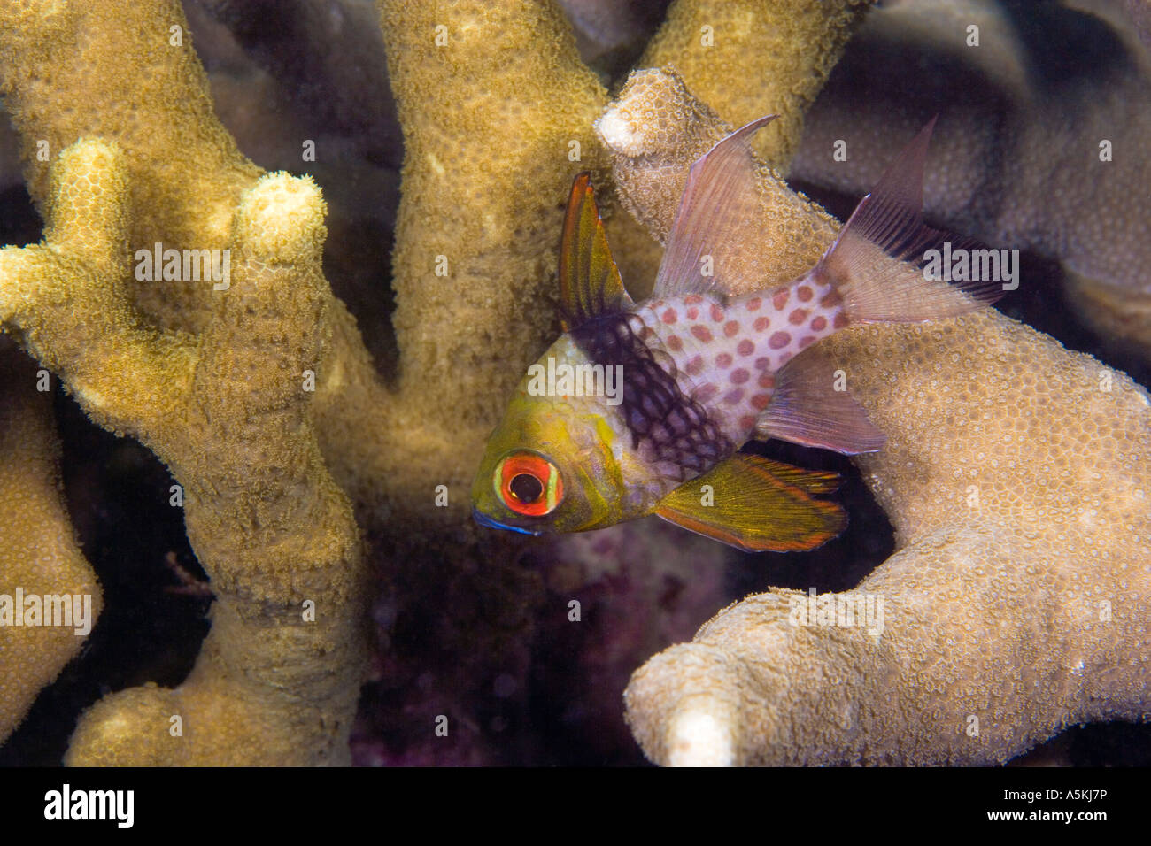 Le sous-marin O Keefe Reef divesite Yap Banque D'Images