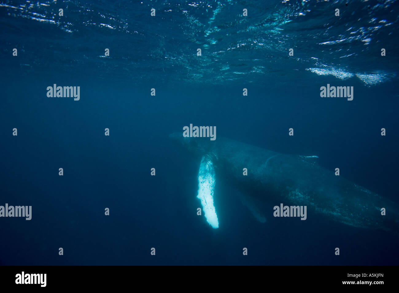 Baleine à bosse au sein de la plongée distance de la côte près de la jetée de sel sur Bonaire Netherland Antillies Banque D'Images