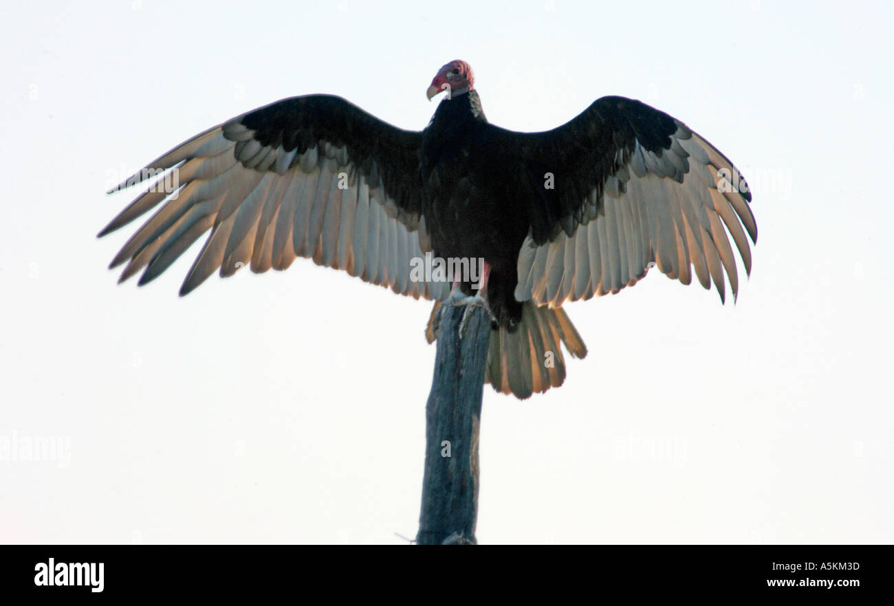 Urubu Cathartes aura également appelé la Turquie d'oiseaux communs buzzard de l'United States Banque D'Images