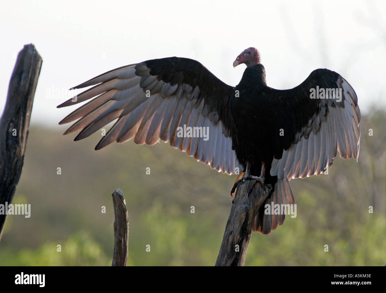 Urubu Cathartes aura également appelé la Turquie d'oiseaux communs buzzard de l'United States Banque D'Images