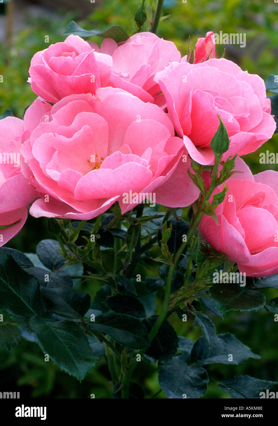 Rosa 'Reine mère' Rose rose de patio jardin de plantes roses fleurs royal Banque D'Images
