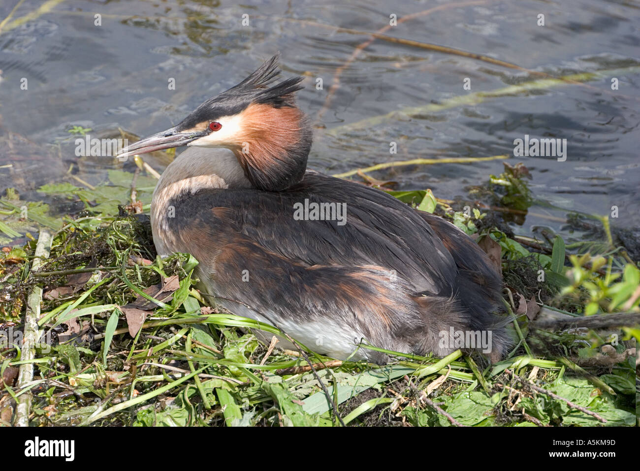 Grèbe à cou noir Podiceps nigricollis Banque D'Images