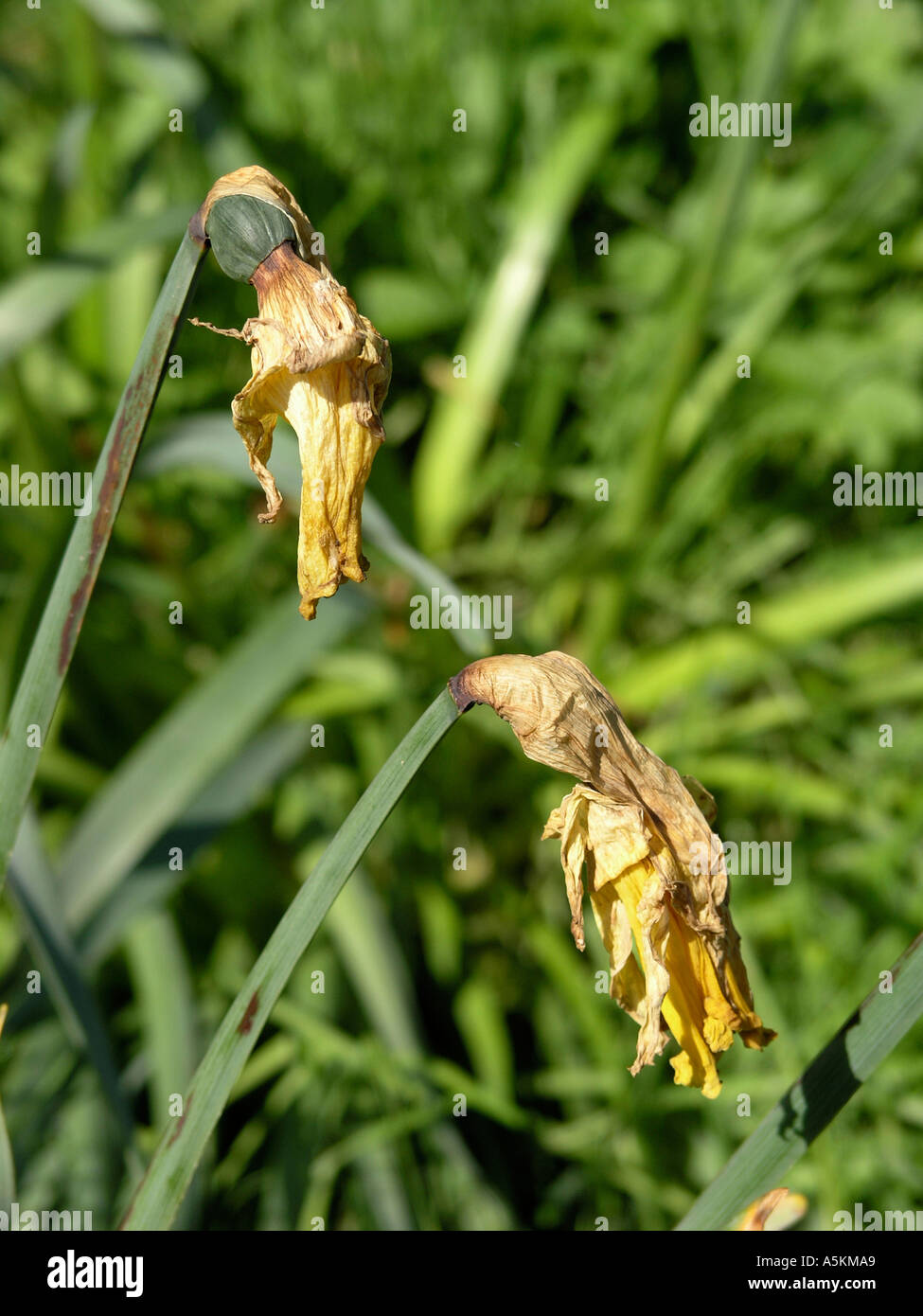 Daffodil [passé ses meilleures] Banque D'Images