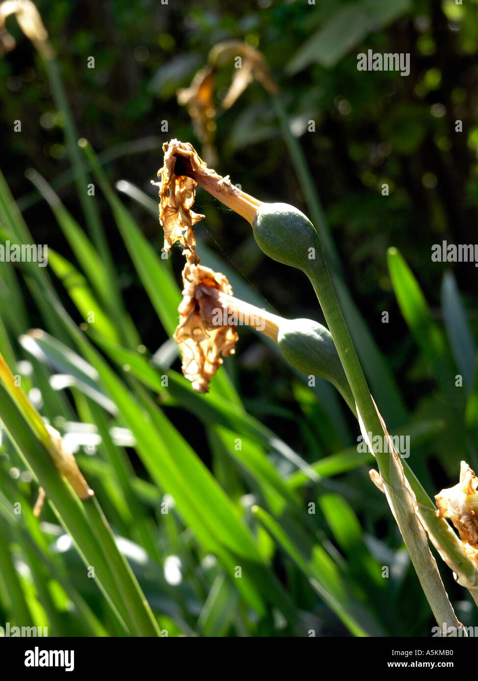 'La jonquille au-delà de sa meilleure" Banque D'Images