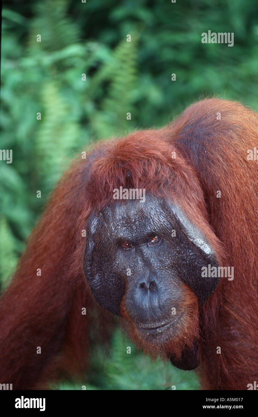 Portrait de l'orang-outan Banque D'Images
