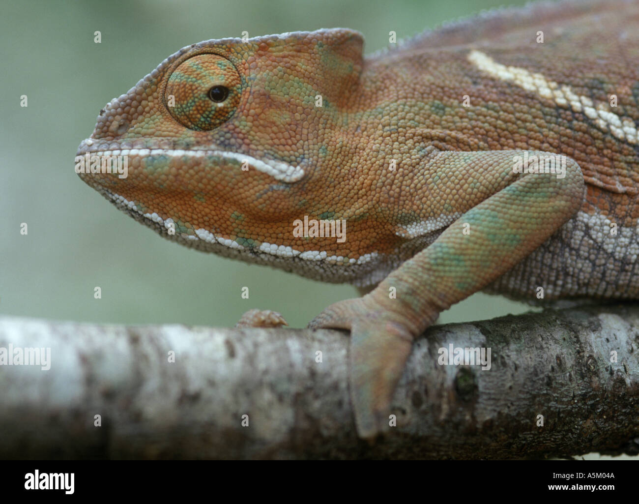 Chameleon Furcifer balteatus Madagascar Banque D'Images