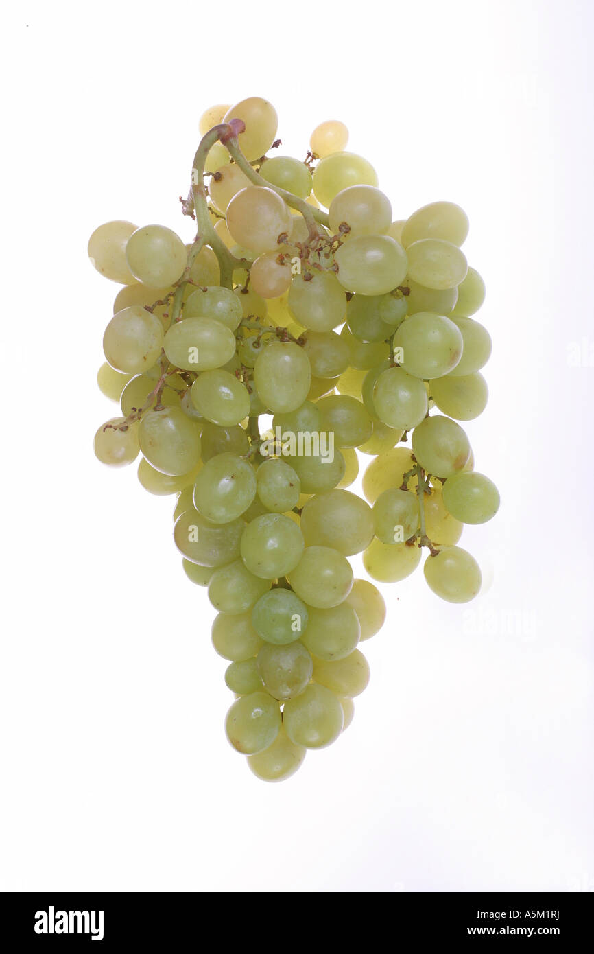 Bouquet de raisin vert sur fond blanc Banque D'Images