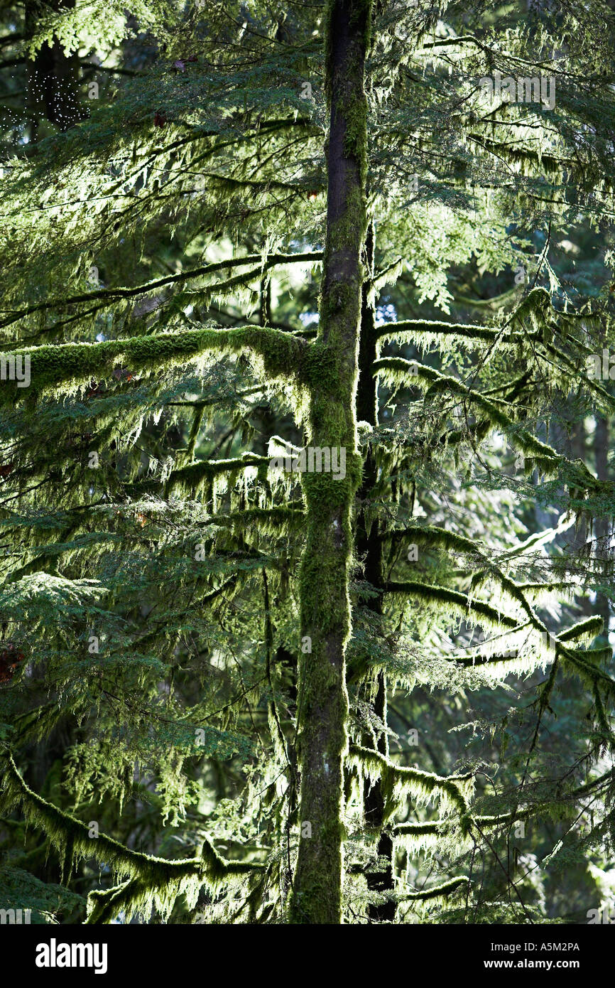 Dans moss rétroéclairé ancienne forêt pluviale MacMillan Provincial Park de l'île de Vancouver, British Columbia Canada Banque D'Images