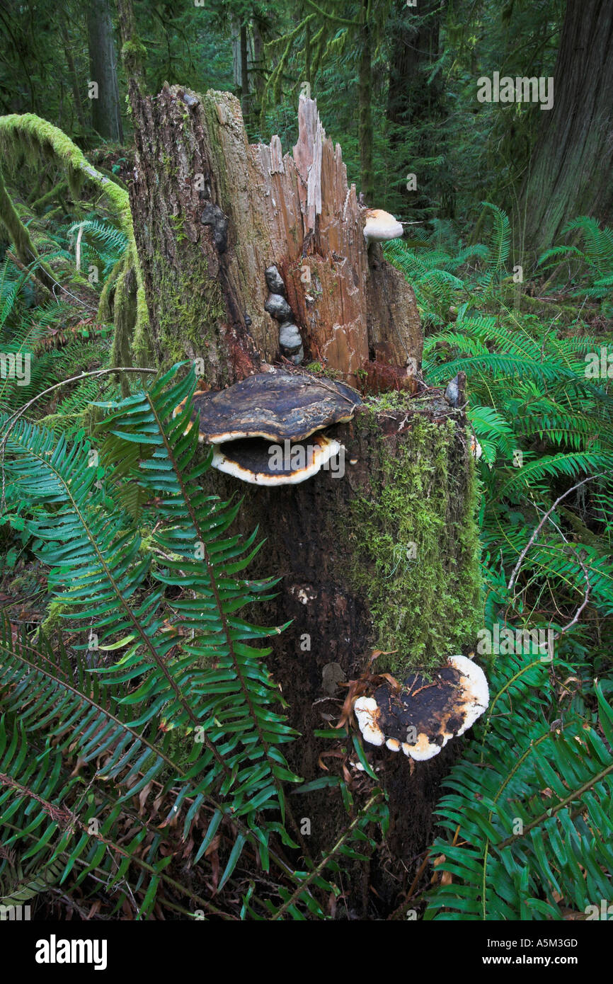 Arbre champignon sur vieux tronc dans la vieille forêt pluviale MacMillan Provincial Park de l'île de Vancouver, British Columbia Canada Banque D'Images