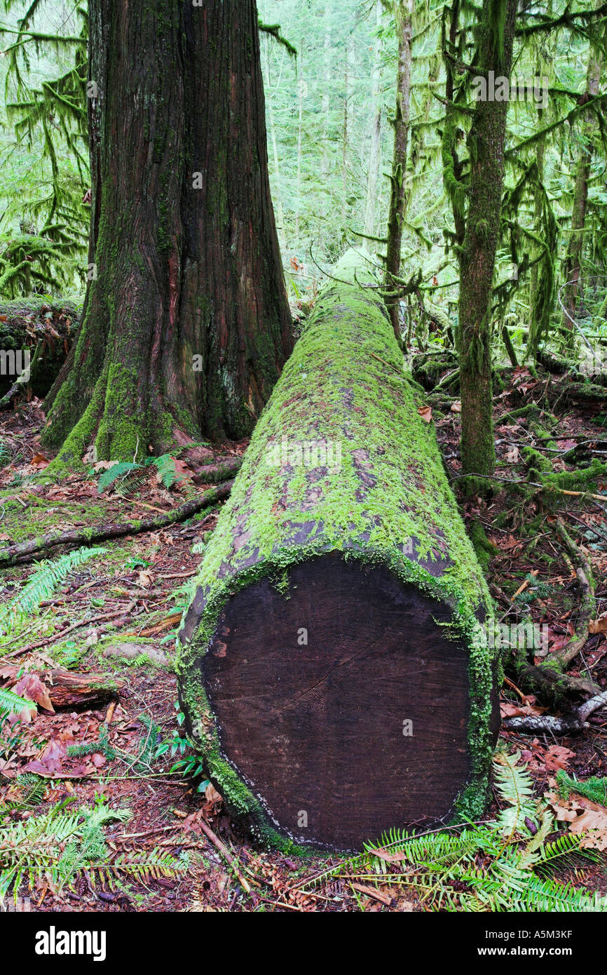 Journal moussue dans les vieux peuplements de forêt tropicale du Parc Provincial MacMillan l'île de Vancouver, British Columbia Canada Banque D'Images