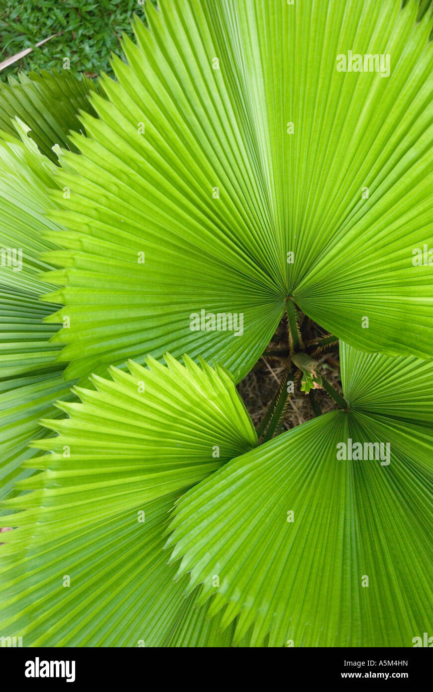 Feuilles de palmier élégant variété Licuala Grandis aussi connu sous le nom de palmier ébouriffé ou le Vanuatu Fan Palm photographié à Sarawak Banque D'Images