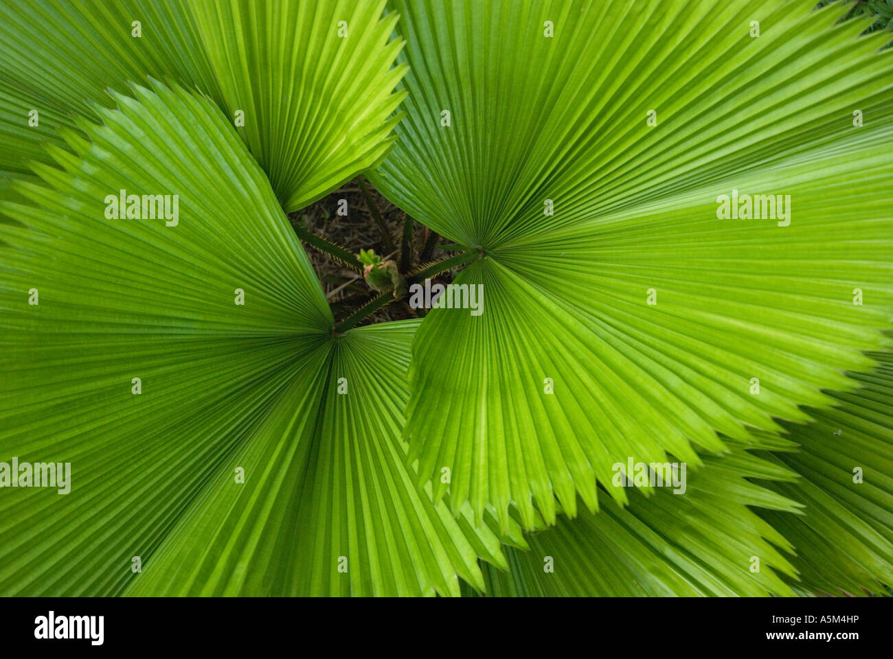 Feuilles de palmier élégant variété Licuala Grandis aka l'ébouriffage Fan Palm ou le Vanuatu Fan Palm photographié ici au Sarawak Banque D'Images