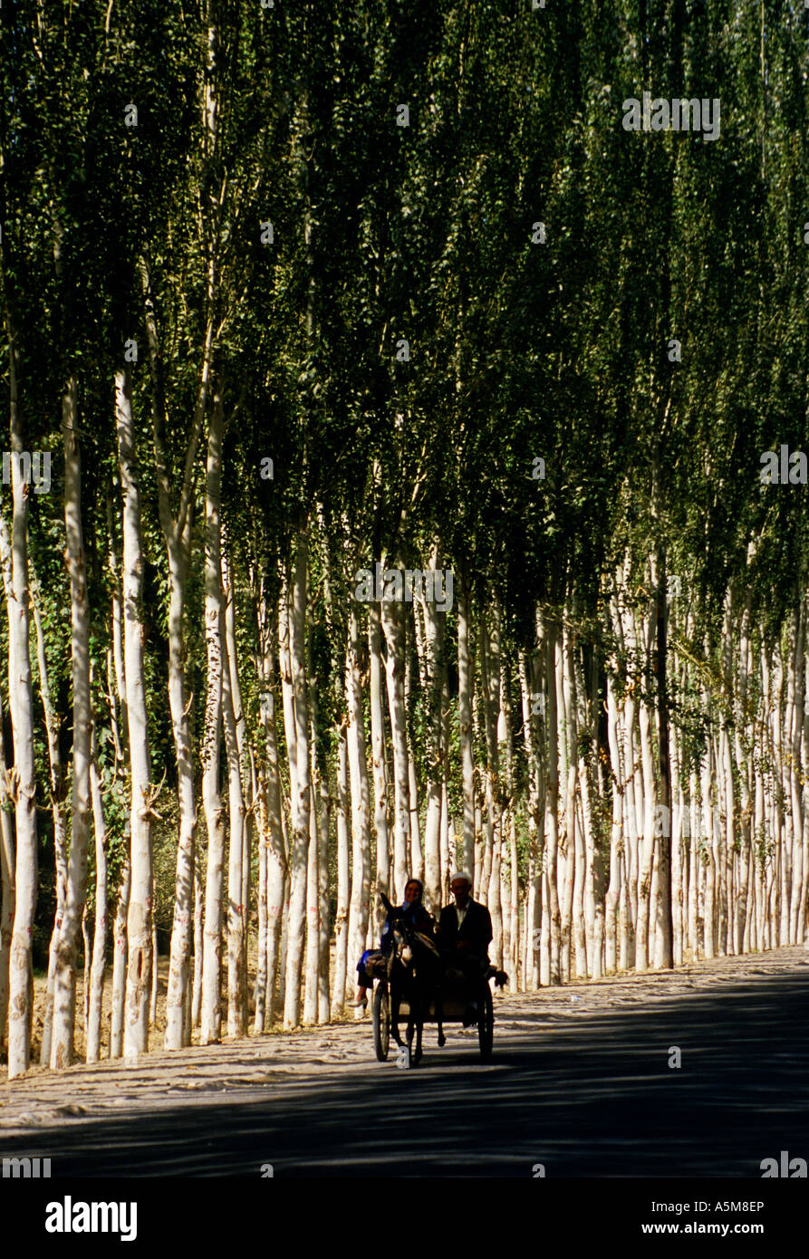 Deux ouïgours sur charrette à âne sur route bordée d'arbres dans la campagne près de Khotan, Xinjiang, Chine Banque D'Images