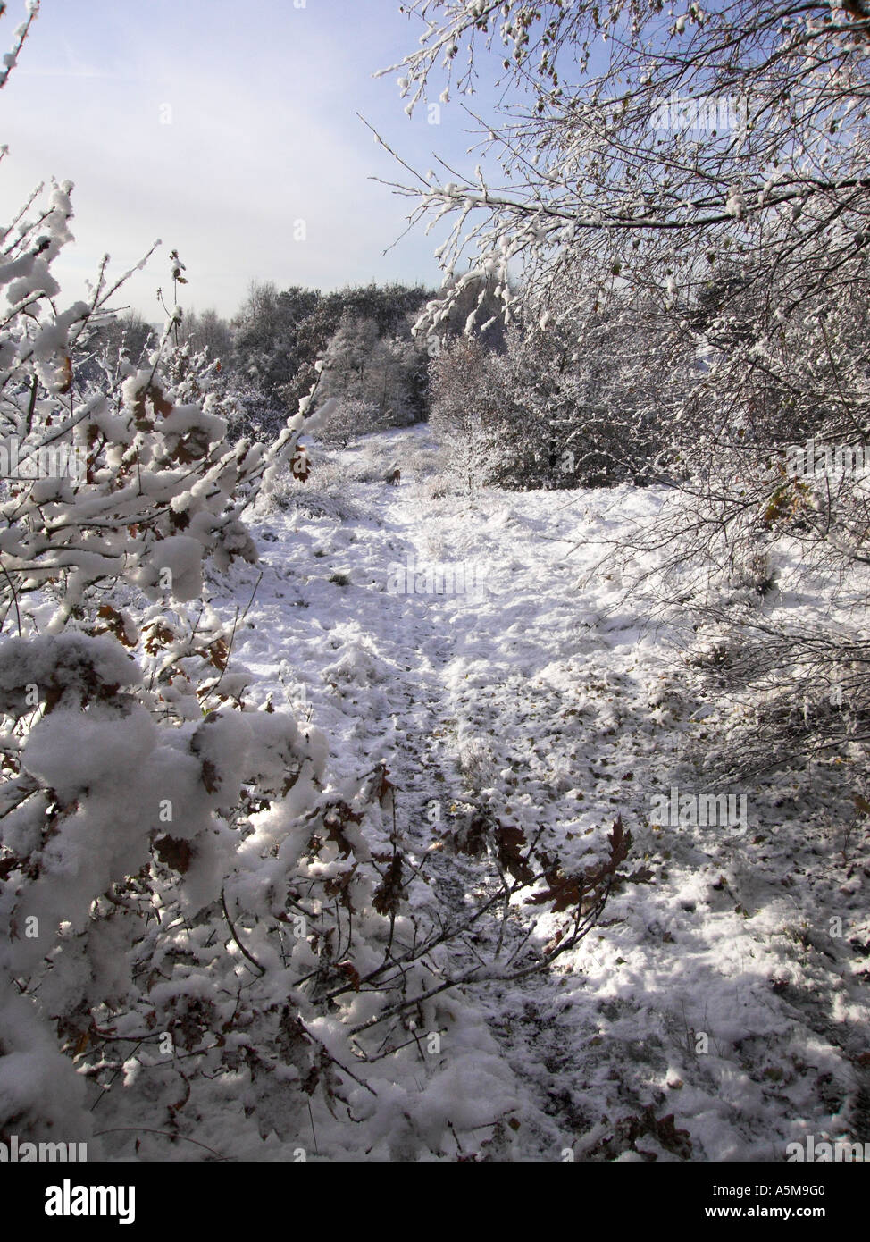 Matin sur la neige, Parc Campagne Parkhall Stoke-On-Trent, Staffordshire. Banque D'Images