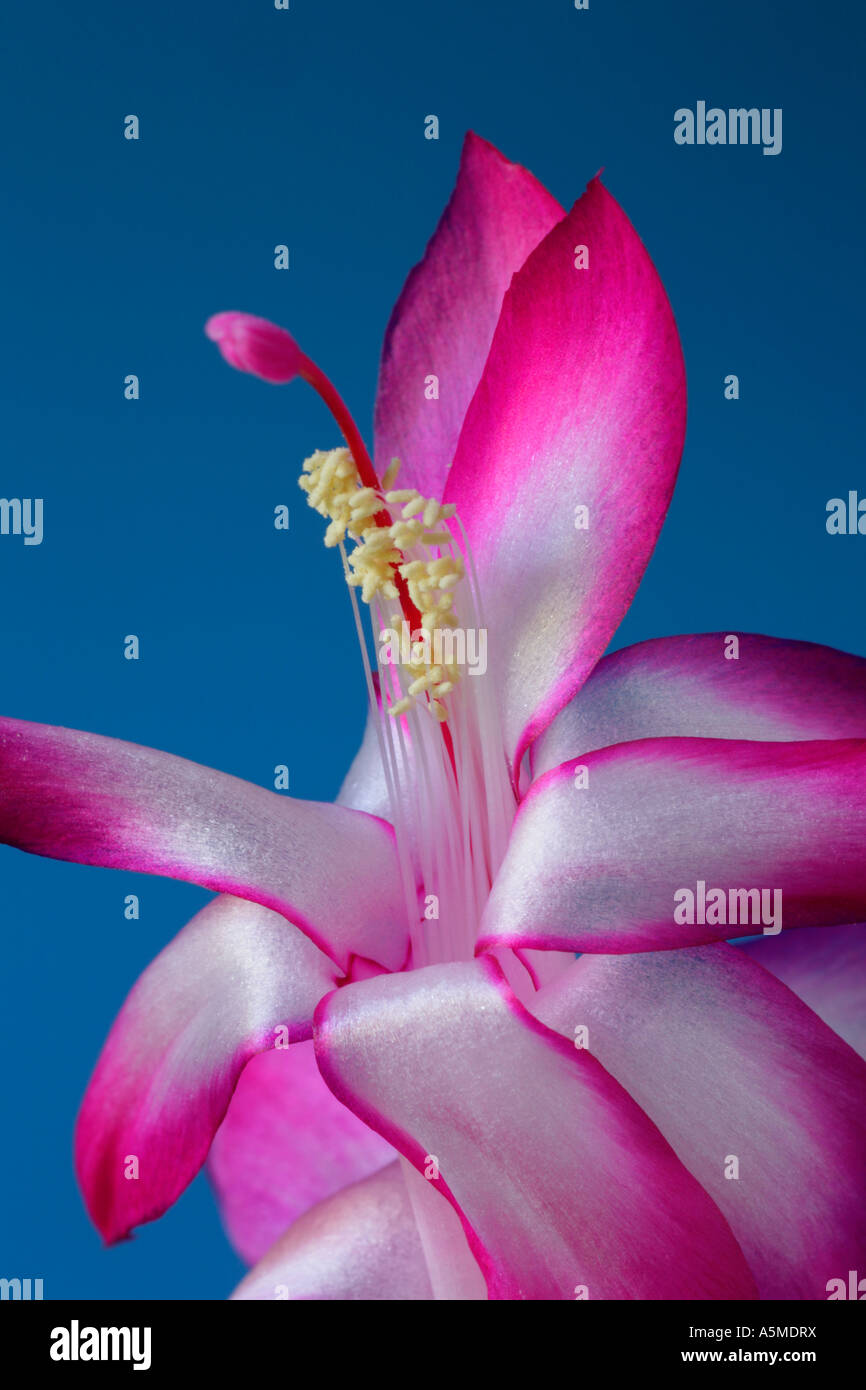 Schlumbergera Buckleyi cactus de Pâques, Close up fleur. Banque D'Images