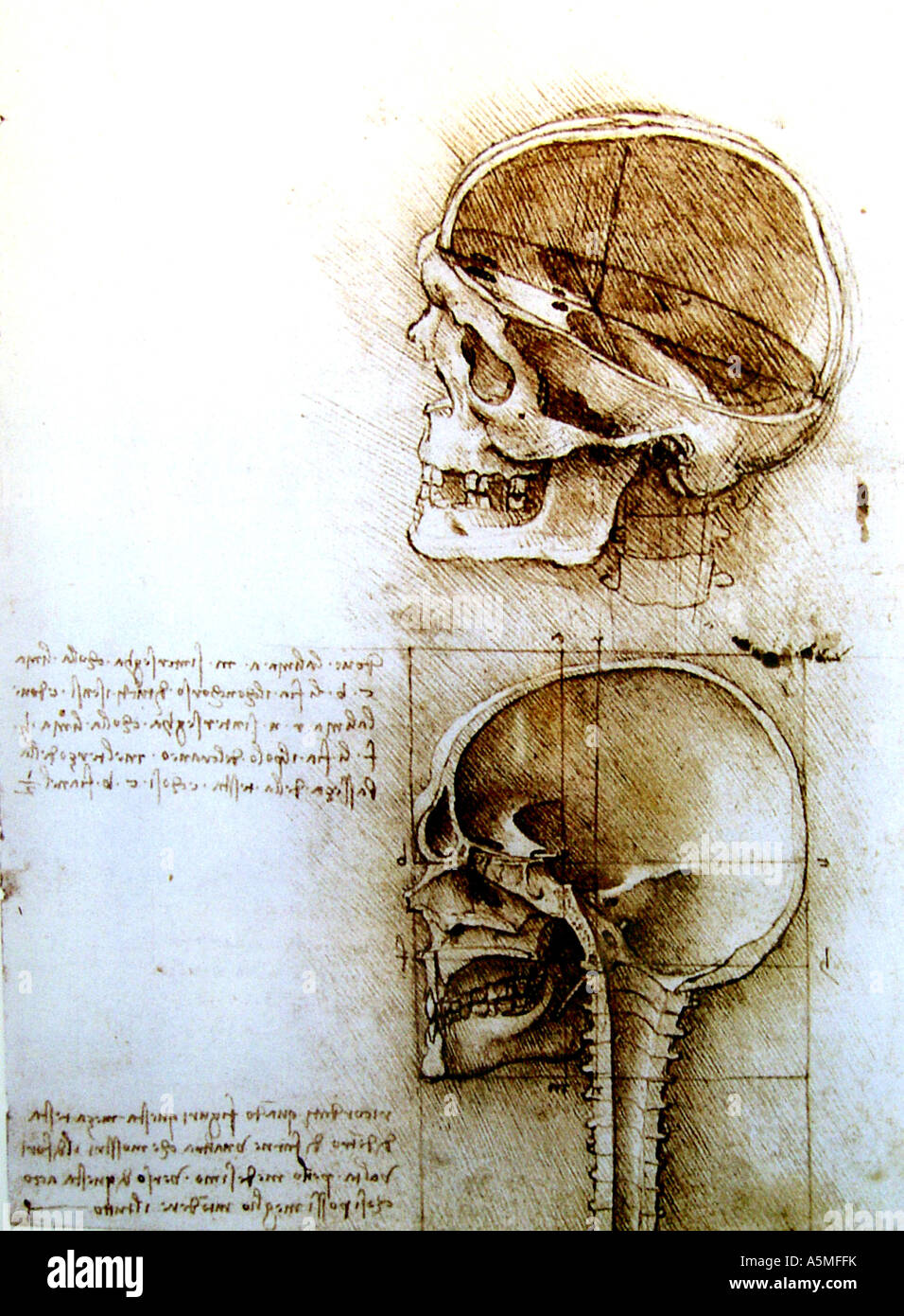 Anatomische Mischtechnik von Leonardo da Vinci Medizinische Studien des menschlichen Koerpers Studienblatt Anatomisches welches bei Banque D'Images