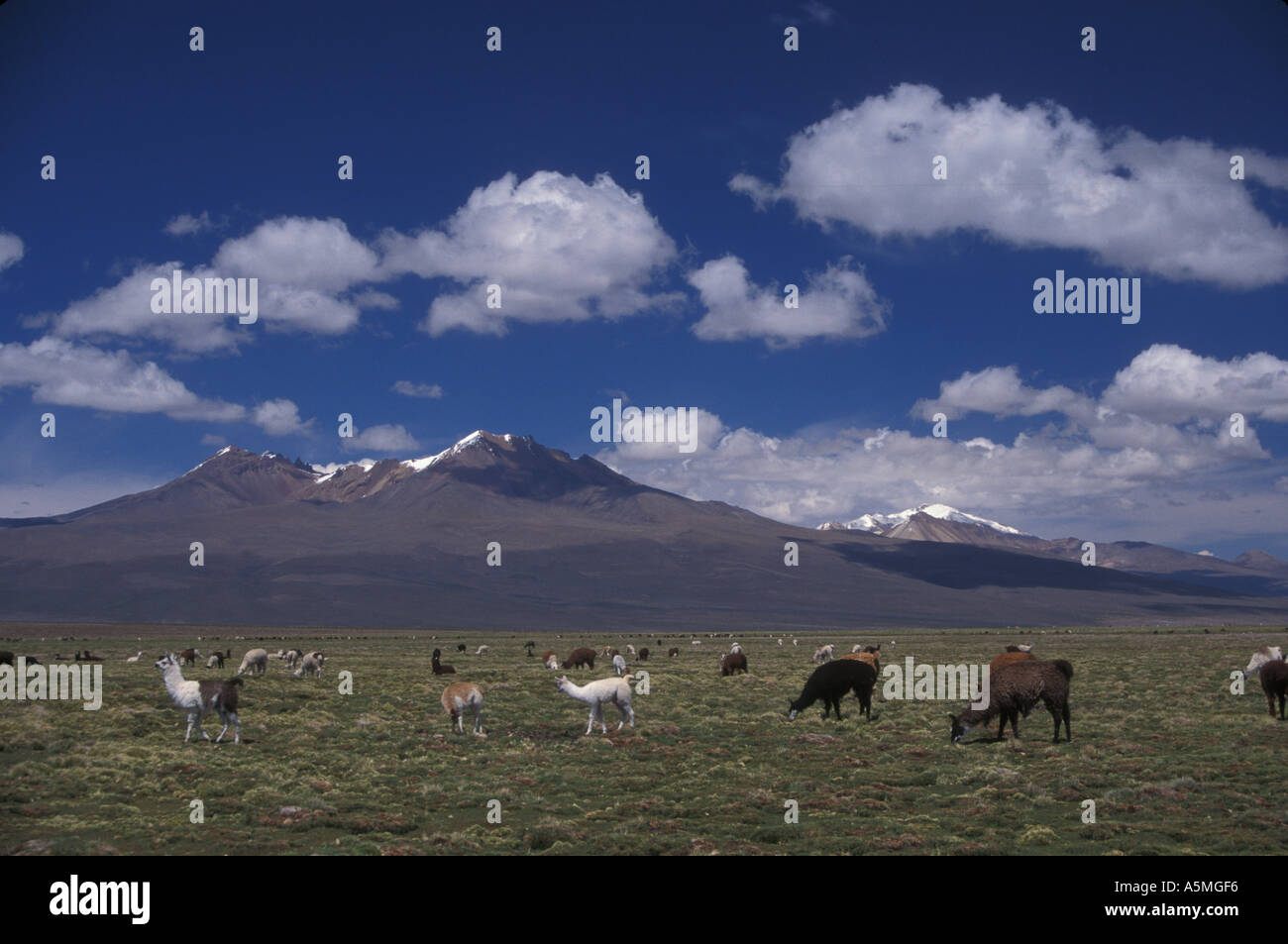 L'Alpaga Lama pacos l'élevage au Parc National Sajama Cordillère des Andes de l'Altiplano Occidental Boliva Banque D'Images