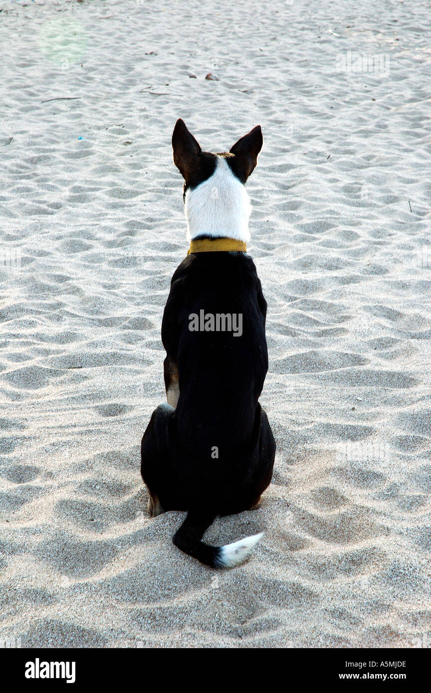 RAJ98876 côté arrière d'un seul noir et blanc couleur chien assis calmement sur la plage de sable blanc avec col autour du cou Banque D'Images