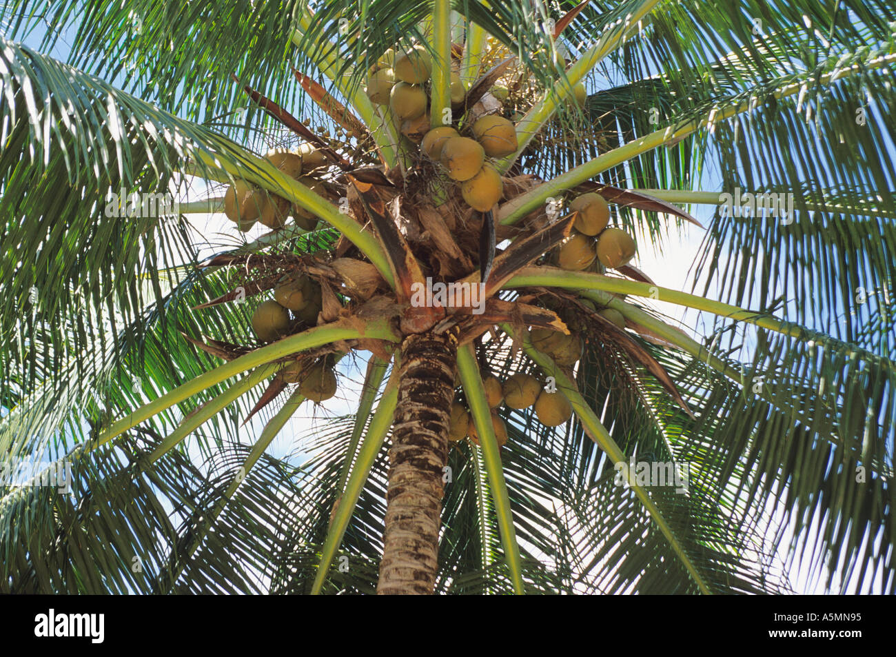 Cocotier coco mûre avec Bornéo Kalimantan Est en Indonésie Banque D'Images